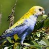 Pale-headed Rosella �z�I�A�I�T���N�T�C���R