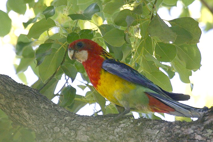 �i�i�N�T�C���R