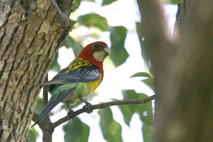 �i�i�N�T�C���R