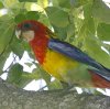 Eastern Rosella �i�i�N�T�C���R
