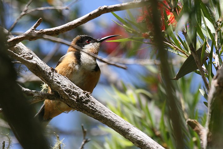 �L���n�V�~�c�X�C