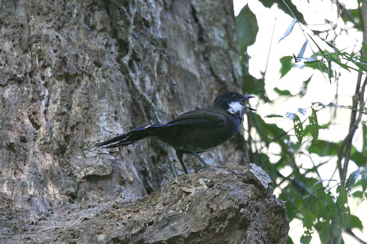 ���i�O���V���q�Q�h��