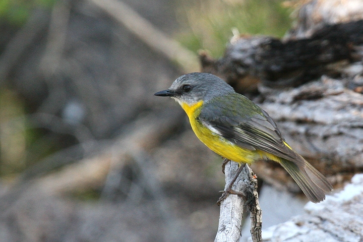 �q�K�V�L�o���q�^�L