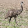 Emu �G�~���[