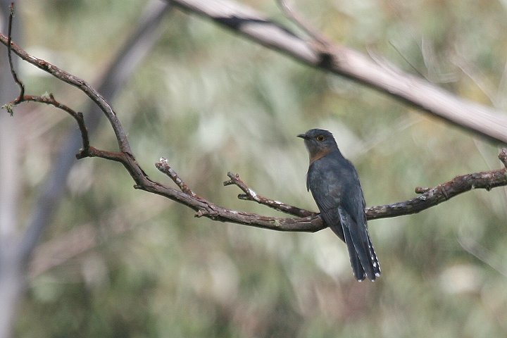 �E�`���q���J�b�R�E