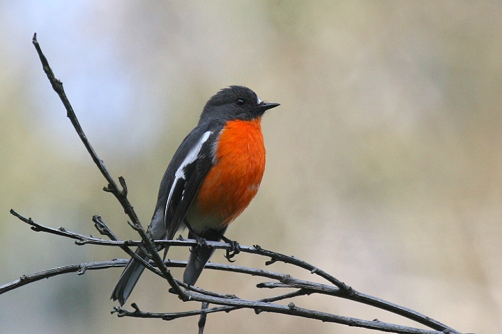 �m�h�A�J�T���V���N�q�^�L,