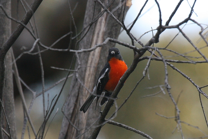 �m�h�A�J�T���V���N�q�^�L