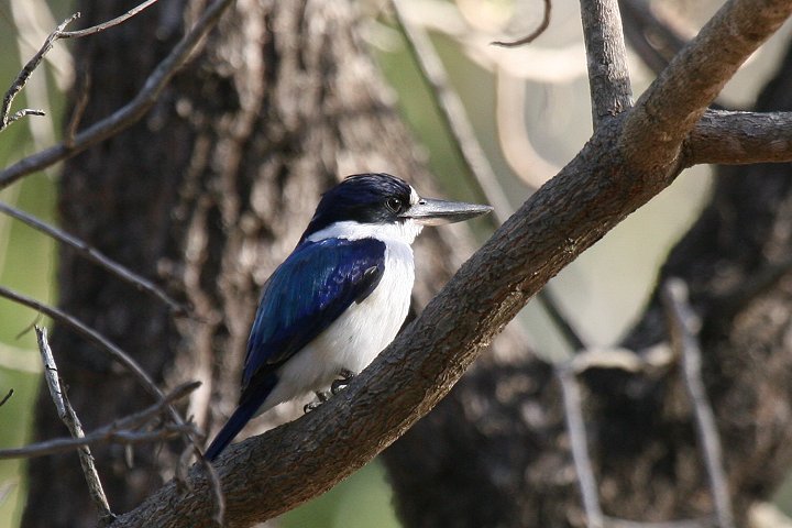 �����V���E�r��