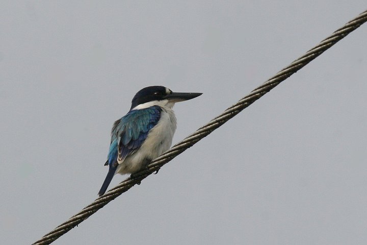 �����V���E�r��