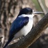 Forest Kingfisher �����V���E�r��