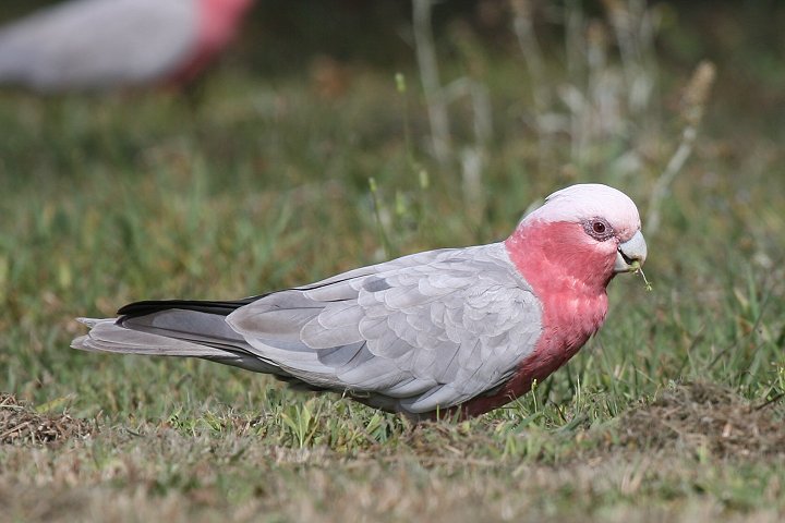 �����C���C���R