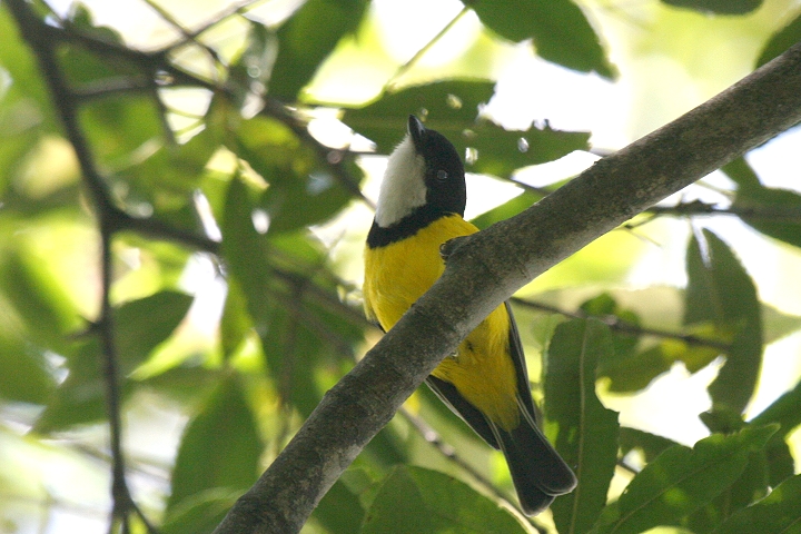 �L�o�����Y�q�^�L