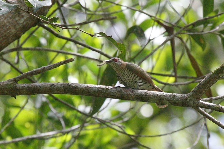 �t�g�n�V�e���J�b�R�E