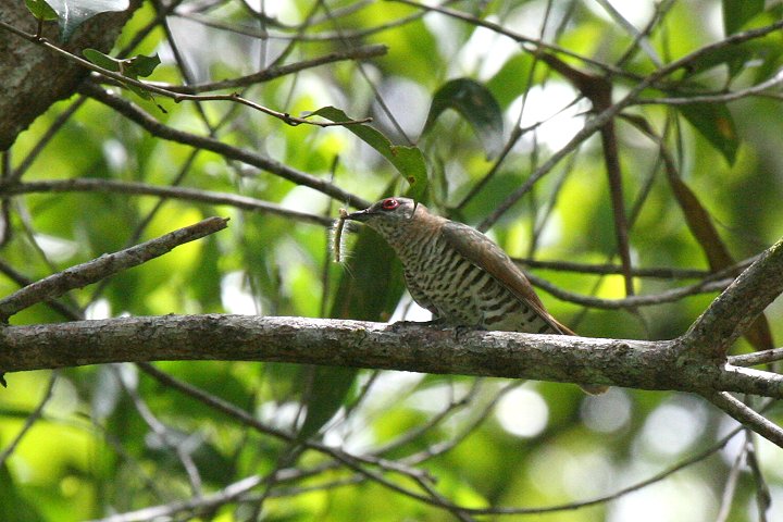 �t�g�n�V�e���J�b�R�E