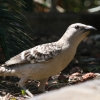 Great Bowerbird �I�I�j���V�h��