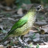 Green Catbird �l�R�h��