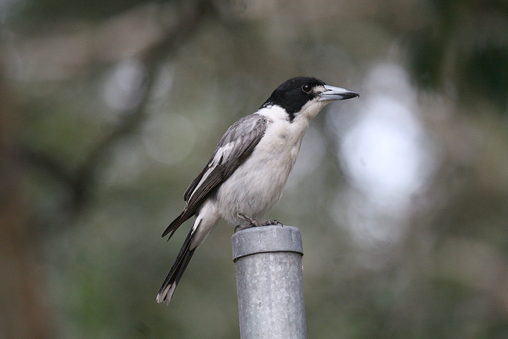 �n�C�C�����Y�K���X