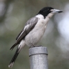 Grey Butcherbird �n�C�C�����Y�K���X