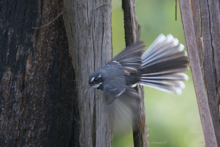 �n�C�C���I�E�M�r�^�L