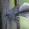 Grey Fantail �n�C�C���I�E�M�q�^�L