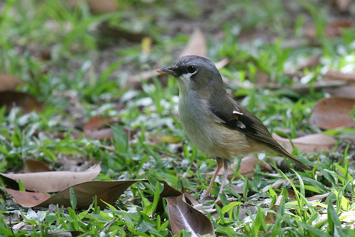 �n�C�K�V�����u�q�^�L