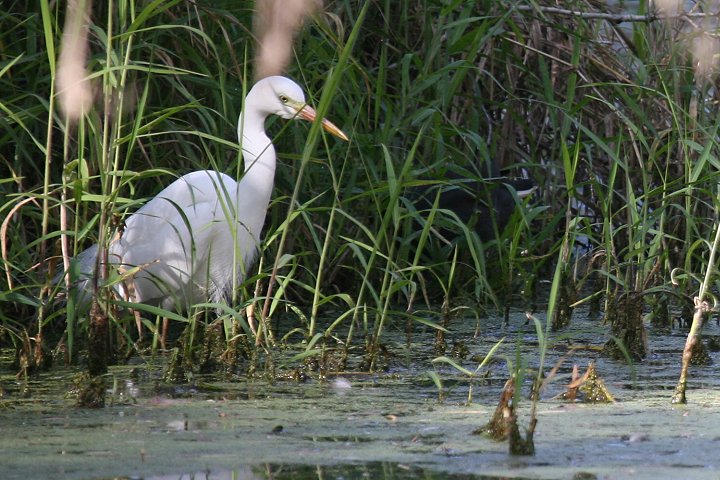 �`���E�T�M