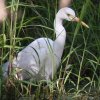 Intermediate Egret �`���E�T�M