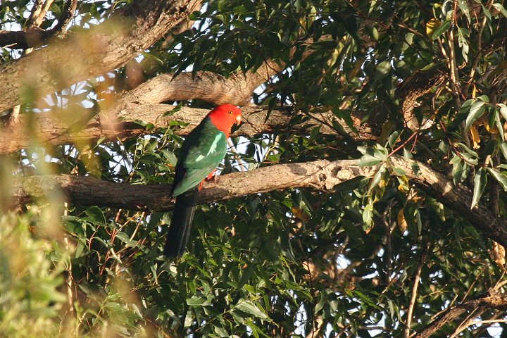 �L���V���E�W���E�C���R