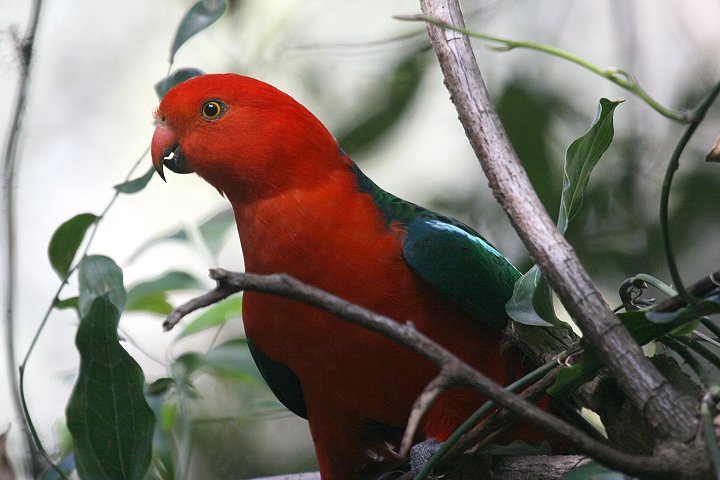 �L���V���E�W���E�C���R