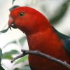 Australian King-Parrot �L���V���E�W���E�C���R
