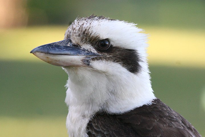 �����C�J���Z�~