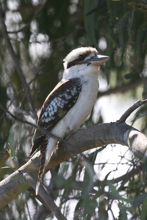 �����C�J���Z�~