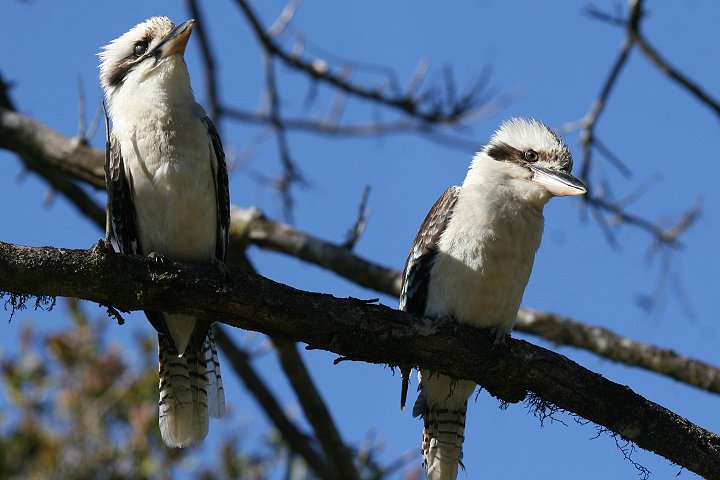 �����C�J���Z�~