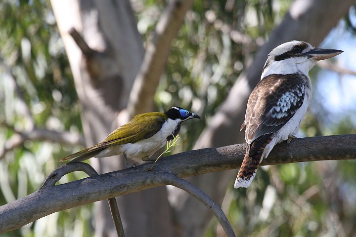 �����C�J���Z�~