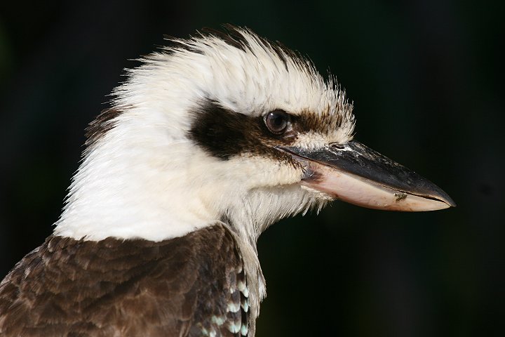 �����C�J���Z�~