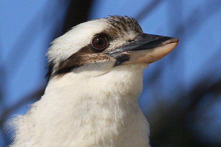 �����C�J���Z�~