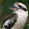 Laughing Kookaburra �����C�J���Z�~