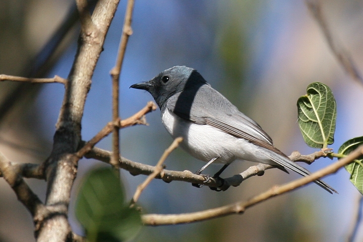 �i�}���C���q���n�V