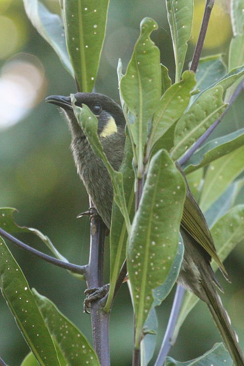 �L�~�~�~�c�X�C