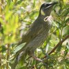 Lewin's Honeyeater �L�~�~�~�c�X�C