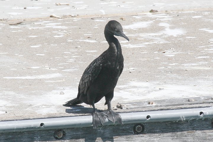 �~�i�~�N���q���E