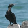 Little Black Cormorant �~�i�~�N���q���E