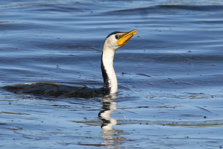 �V���n���R�r�g�E