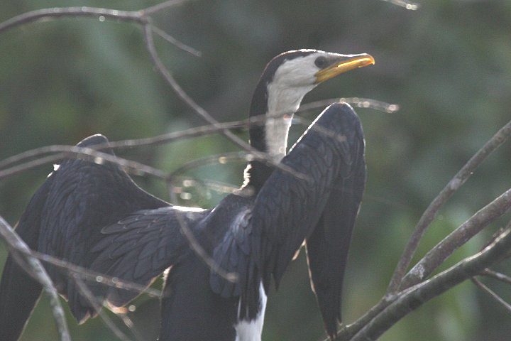 �V���n���R�r�g�E