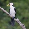 Little pied Cormorant �V���n���R�r�g�E