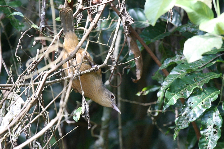 �`���C�����Y�c�O�~