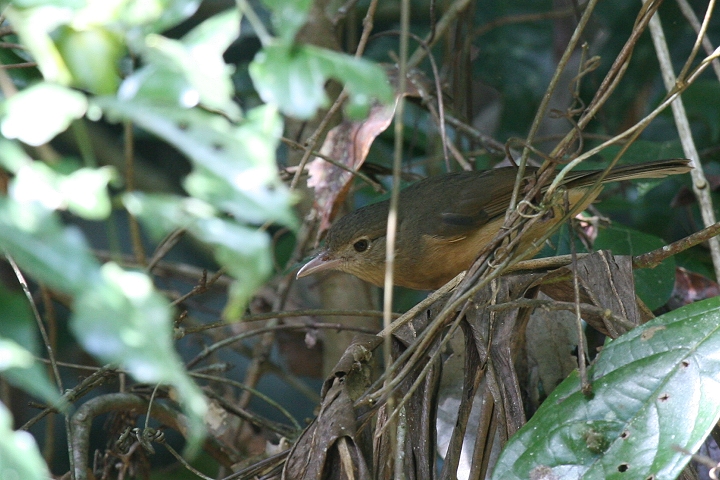 �`���C�����Y�c�O�~