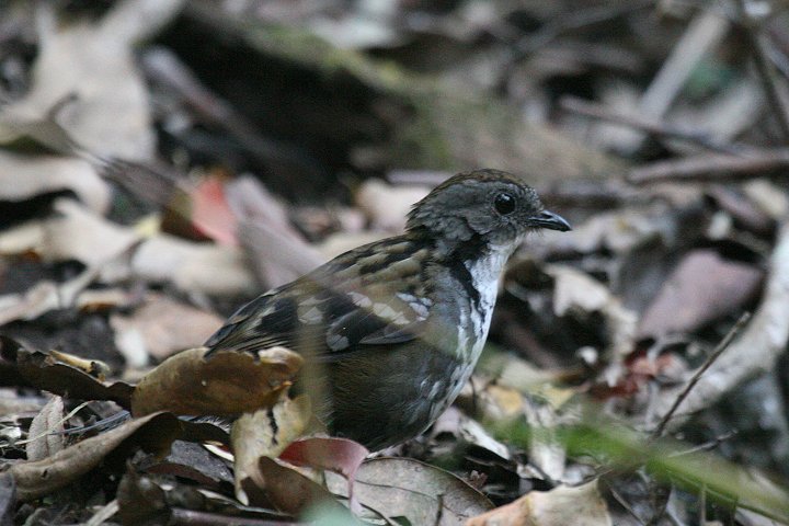 �n�V���`���h��