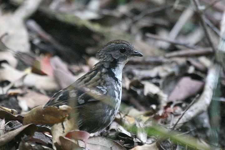 �n�V���`���h��