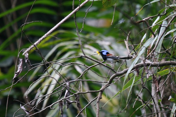 �P�[�v���[�N�I�[�X�g�����A���V�N�C